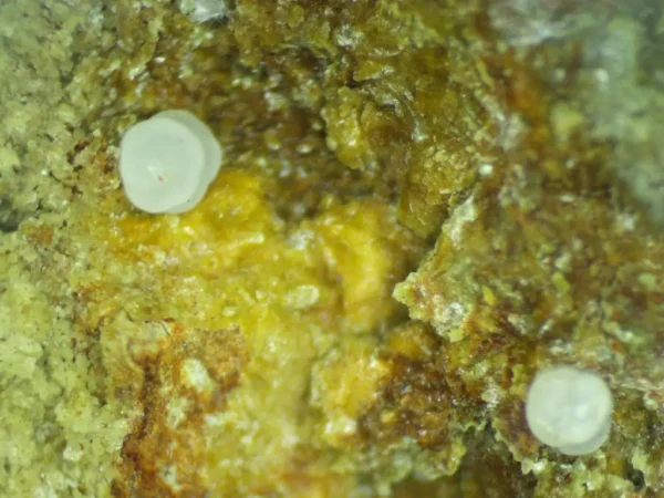 Calcioferrite, Carbonate-rich Fluorapatite