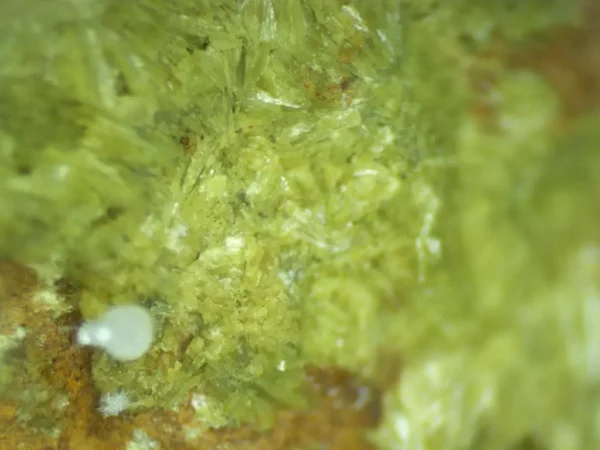 Calcioferrite, Carbonate-rich Fluorapatite