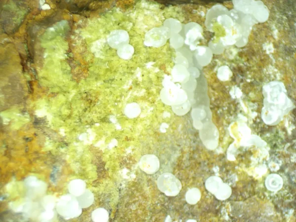 Calcioferrite, Carbonate-rich Fluorapatite