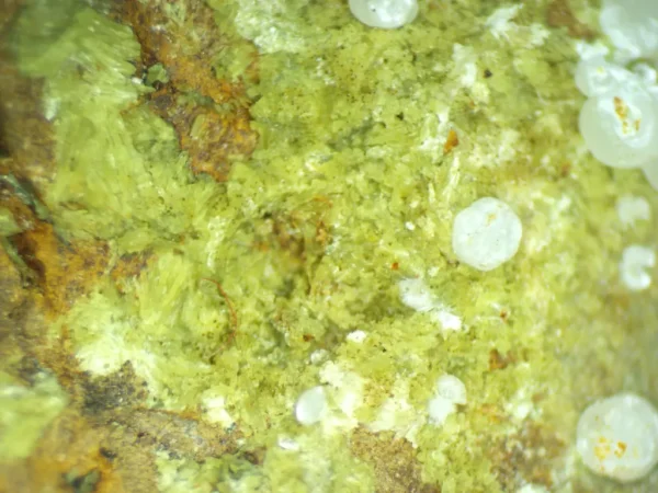 Calcioferrite, Carbonate-rich Fluorapatite