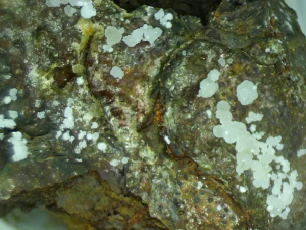 Fluorapatite (Var: Carbonate-rich Fluorapatite)