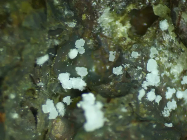 Fluorapatite (Var: Carbonate-rich Fluorapatite)