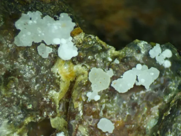 Fluorapatite (Var: Carbonate-rich Fluorapatite)