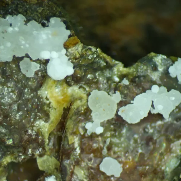 Fluorapatite (Var: Carbonate-rich Fluorapatite)