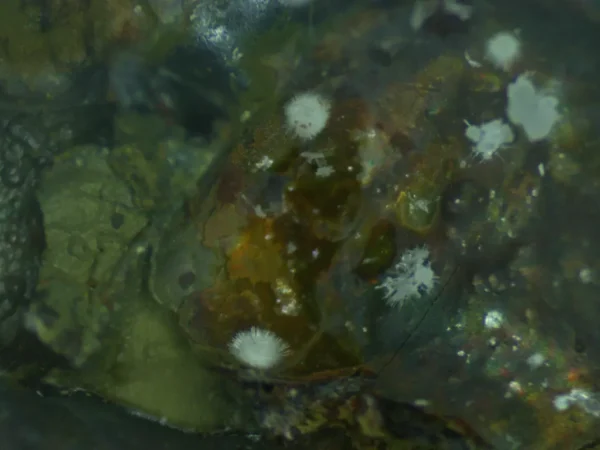 Fluorapatite - Image 4
