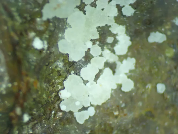 Fluorapatite (Var: Carbonate-rich Fluorapatite)