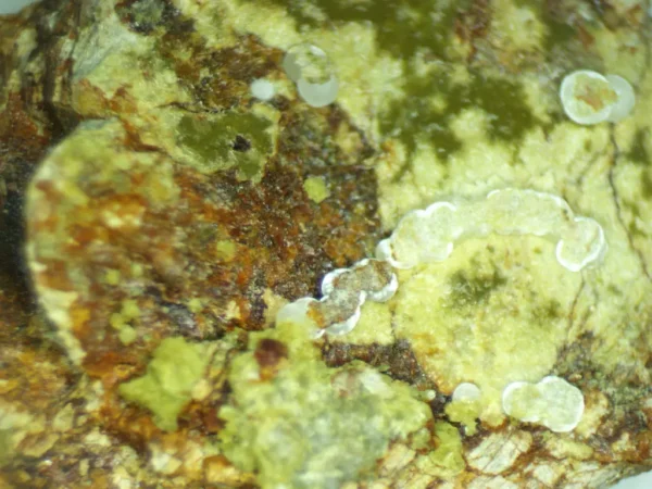 Calcioferrite, Carbonate-rich Fluorapatite
