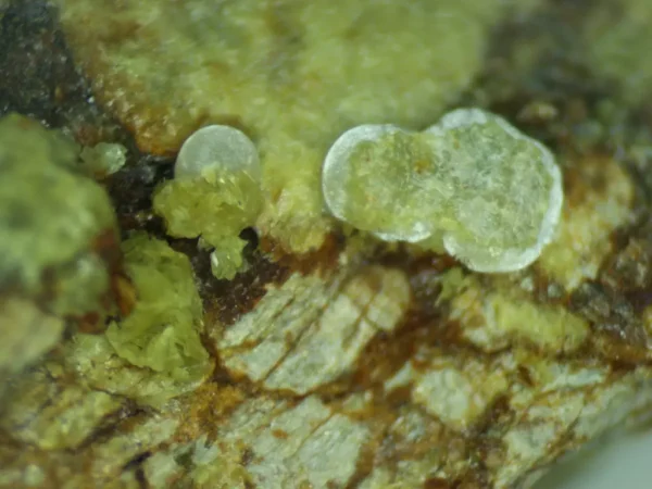 Calcioferrite, Carbonate-rich Fluorapatite