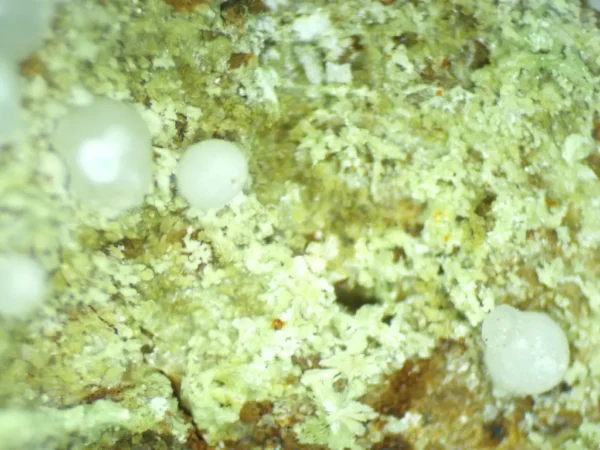 Calcioferrite, Carbonate-rich Fluorapatite