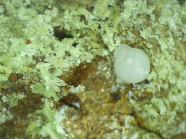 Calcioferrite, Carbonate-rich Fluorapatite