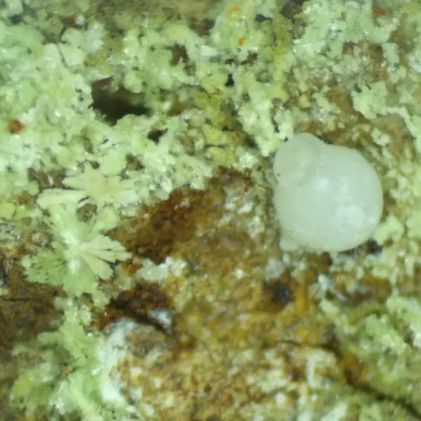 Calcioferrite, Carbonate-rich Fluorapatite