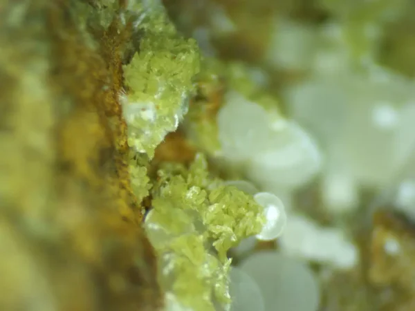 Calcioferrite, Carbonate-rich Fluorapatite