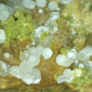 Calcioferrite, Carbonate-rich Fluorapatite
