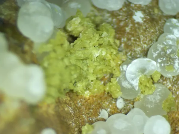 Calcioferrite, Carbonate-rich Fluorapatite