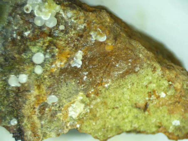 Calcioferrite, Carbonate-rich Fluorapatite