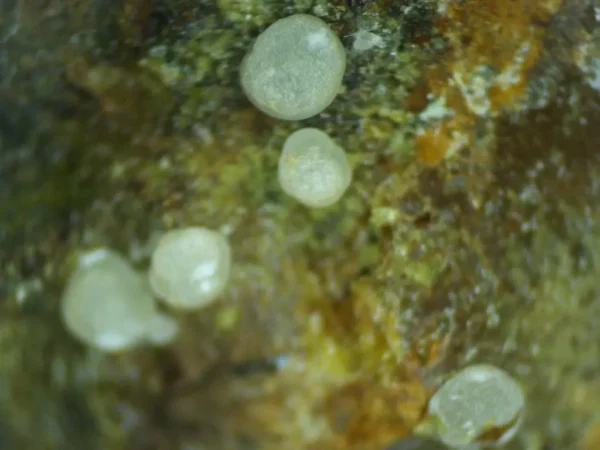 Calcioferrite, Carbonate-rich Fluorapatite