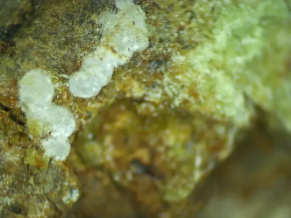 Calcioferrite, Carbonate-rich Fluorapatite