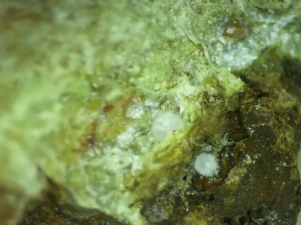 Calcioferrite, Carbonate-rich Fluorapatite