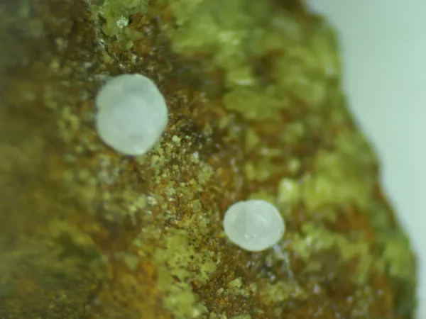 Calcioferrite, Carbonate-rich Fluorapatite