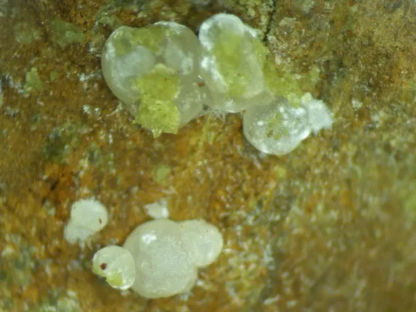 Calcioferrite, Carbonate-rich Fluorapatite