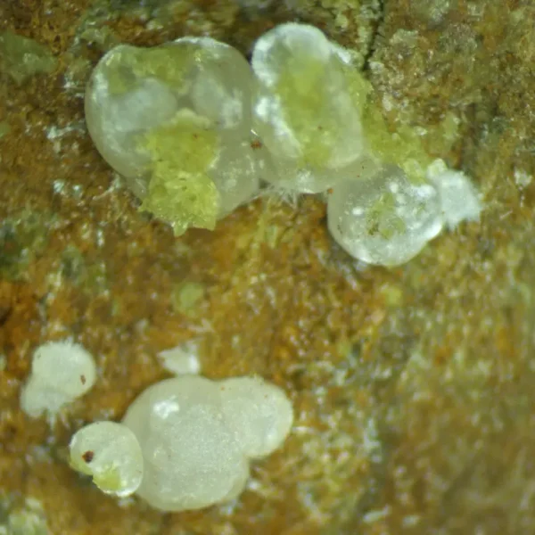 Calcioferrite, Carbonate-rich Fluorapatite