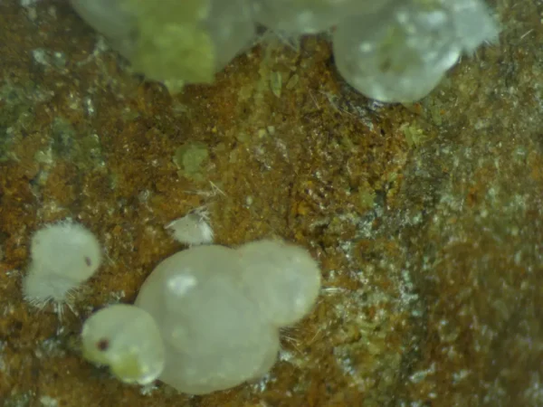 Calcioferrite, Carbonate-rich Fluorapatite
