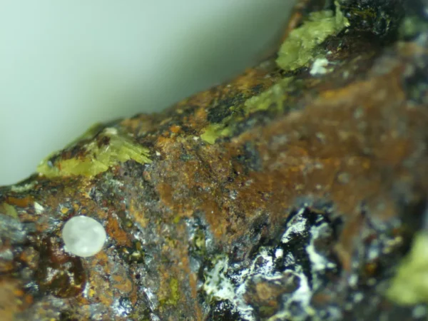 Calcioferrite, Carbonate-rich Fluorapatite