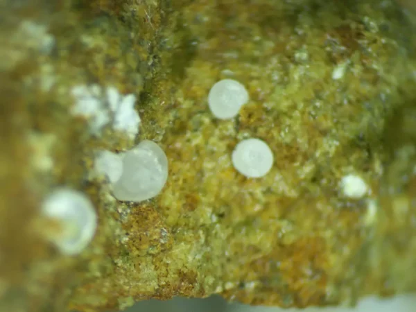 Calcioferrite, Carbonate-rich Fluorapatite