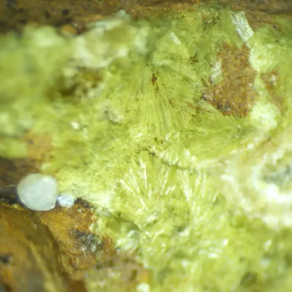 Calcioferrite, Carbonate-rich Fluorapatite