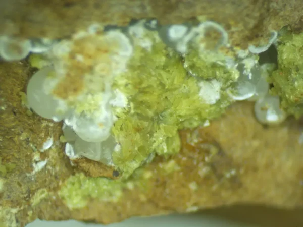 Calcioferrite, Carbonate-rich Fluorapatite