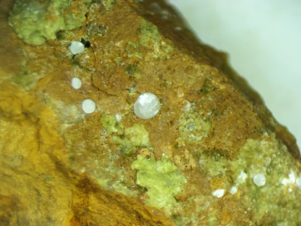 Calcioferrite, Carbonate-rich Fluorapatite