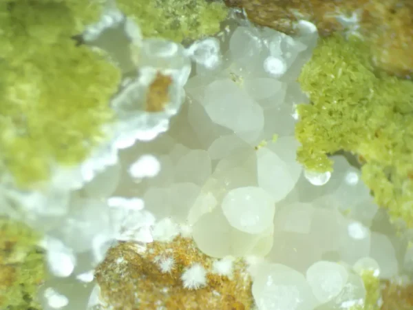 Calcioferrite, Carbonate-rich Fluorapatite