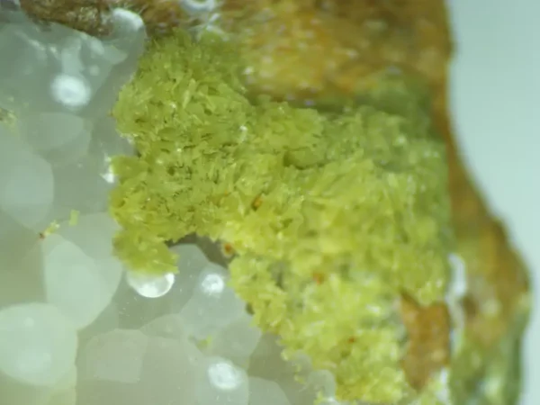 Calcioferrite, Carbonate-rich Fluorapatite