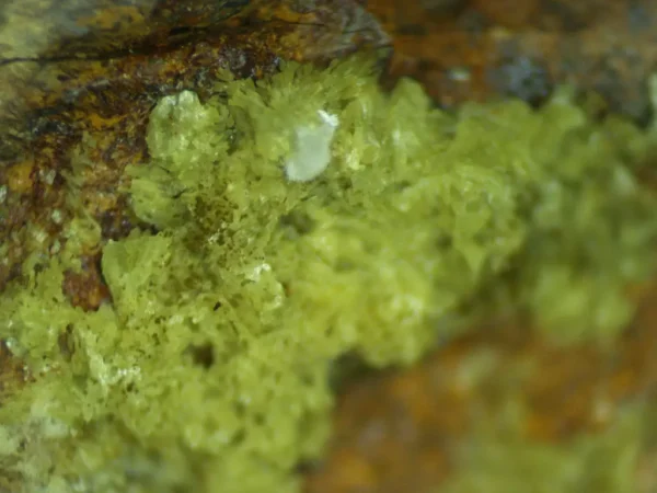 Calcioferrite, Carbonate-rich Fluorapatite