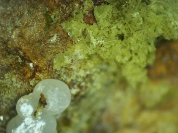 Calcioferrite, Carbonate-rich Fluorapatite