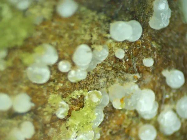 Calcioferrite, Carbonate-rich Fluorapatite