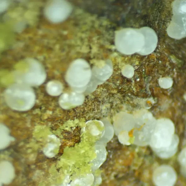 Calcioferrite, Carbonate-rich Fluorapatite