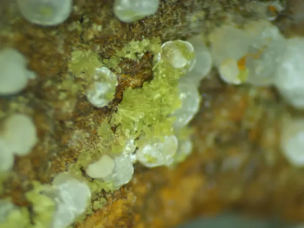 Calcioferrite, Carbonate-rich Fluorapatite