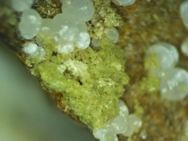 Calcioferrite, Carbonate-rich Fluorapatite