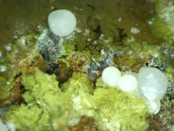 Calcioferrite, Carbonate-rich Fluorapatite