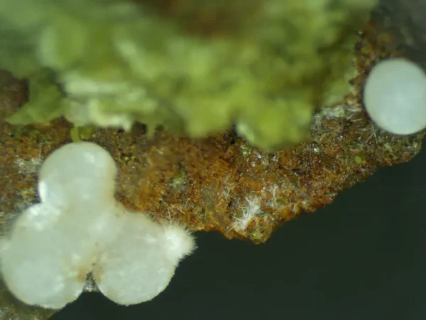 Calcioferrite, Carbonate-rich Fluorapatite