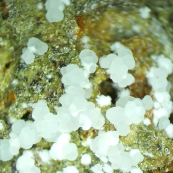 Calcioferrite, Carbonate-rich Fluorapatite