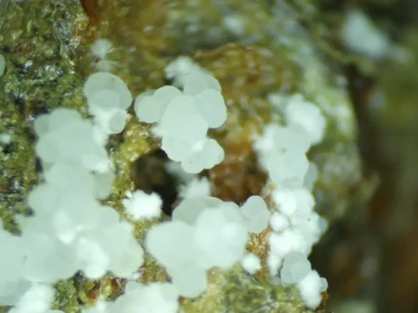 Calcioferrite, Hydroxylapatite, Carbonate-rich Fluorapatite - Image 6