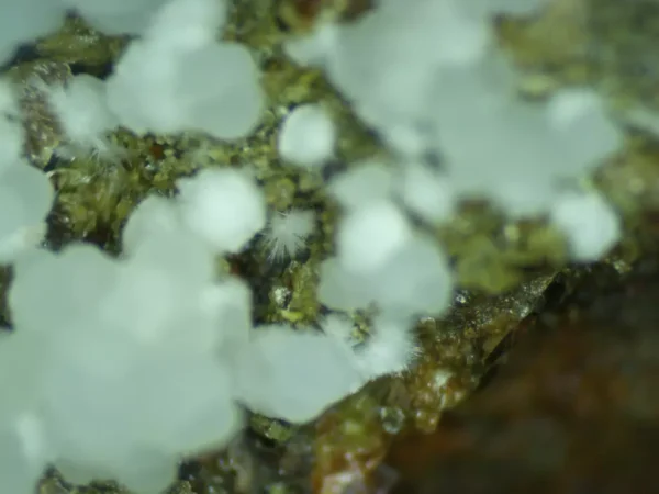 Calcioferrite, Hydroxylapatite, Carbonate-rich Fluorapatite - Image 5
