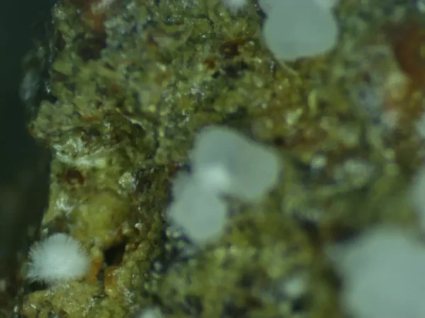 Calcioferrite, Hydroxylapatite, Carbonate-rich Fluorapatite - Image 4