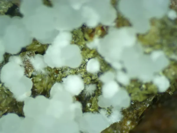 Calcioferrite, Carbonate-rich Fluorapatite