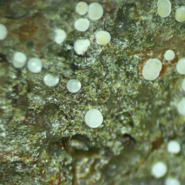 Fluorapatite (var: Carbonate-rich Fluorapatite)