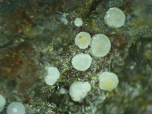 Fluorapatite (var: Carbonate-rich Fluorapatite) - Image 5