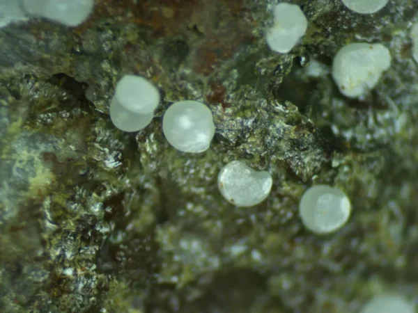 Fluorapatite (Var: Carbonate-rich Fluorapatite)