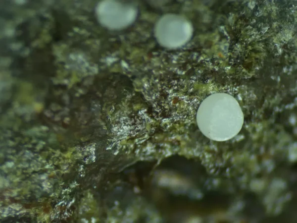 Fluorapatite (var: Carbonate-rich Fluorapatite) - Image 3
